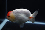 Lionchu  Red White 4 Inch (ID#221R12b-83) Free2Day SHIPPING