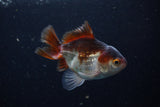 Juvenile Thai Oranda  Panda 3.5 Inch (ID#1220To12c-76) Free2Day SHIPPING