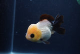 Short Body Thai Oranda  Panda 4 Inch (ID#1231To14b-90) Free2Day SHIPPING. Please see notes