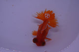 Butterfly  Red White 3.5 Inch (ID#307B8b-41) Free2Day SHIPPING