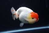 Lionchu  Red White 4 Inch (ID#221R12b-83) Free2Day SHIPPING