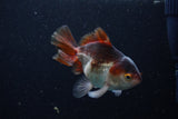 Juvenile Thai Oranda  Panda 3.5 Inch (ID#1220To12c-76) Free2Day SHIPPING