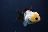 Short Body Thai Oranda  Panda 4 Inch (ID#1231To14b-90) Free2Day SHIPPING. Please see notes