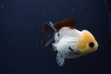 Short Body Thai Oranda  Panda 4 Inch (ID#1231To14b-90) Free2Day SHIPPING. Please see notes