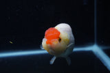 Lionchu  Red White 4 Inch (ID#221R12b-83) Free2Day SHIPPING