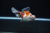 Butterfly  Calico 3.5 Inch (ID#307B8b-42) Free2Day SHIPPING