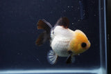 Short Body Thai Oranda  Panda 4 Inch (ID#1231To14b-90) Free2Day SHIPPING. Please see notes