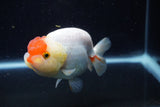 Lionchu  Red White 4 Inch (ID#221R12b-83) Free2Day SHIPPING