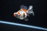 Butterfly  Calico 3.5 Inch (ID#307B8b-42) Free2Day SHIPPING