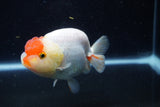 Lionchu  Red White 4 Inch (ID#221R12b-83) Free2Day SHIPPING