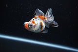 Butterfly  Calico 3.5 Inch (ID#307B8b-42) Free2Day SHIPPING