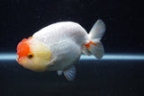 Lionchu  Red White 4 Inch (ID#221R12b-83) Free2Day SHIPPING