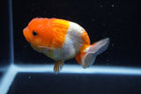 Juvenile Lionchu  Red White 3.5 Inch (ID#1210R11b-21) Free2Day SHIPPING