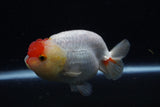 Lionchu  Red White 4 Inch (ID#221R12b-83) Free2Day SHIPPING