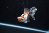 Butterfly  Calico 3.5 Inch (ID#307B8b-42) Free2Day SHIPPING