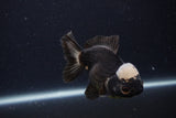 Short Body Thai Oranda  Panda 4 Inch (ID#1227T14b-97) Free2Day SHIPPING