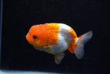 Juvenile Lionchu  Red White 3.5 Inch (ID#1210R11b-21) Free2Day SHIPPING