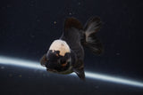 Short Body Thai Oranda  Panda 4 Inch (ID#1227T14b-97) Free2Day SHIPPING