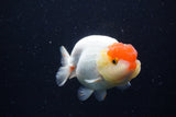 Lionchu  Red White 4 Inch (ID#221R12b-83) Free2Day SHIPPING