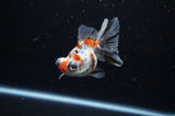 Butterfly  Calico 3.5 Inch (ID#307B8b-42) Free2Day SHIPPING