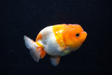 Juvenile Lionchu  Red White 3.5 Inch (ID#1210R11b-21) Free2Day SHIPPING