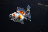 Butterfly  Calico 3.5 Inch (ID#307B8b-42) Free2Day SHIPPING