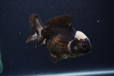 Short Body Thai Oranda  Panda 4 Inch (ID#1227T14b-97) Free2Day SHIPPING