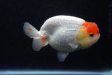 Lionchu  Red White 4 Inch (ID#221R12b-83) Free2Day SHIPPING