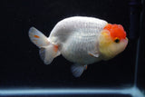 Lionchu  Red White 4 Inch (ID#221R12b-83) Free2Day SHIPPING