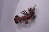 Butterfly  Calico 3.5 Inch (ID#307B8b-42) Free2Day SHIPPING