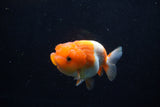 Juvenile Lionchu  Red White 3.5 Inch (ID#1210R11b-21) Free2Day SHIPPING