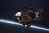 Short Body Thai Oranda  Panda 4 Inch (ID#1227T14b-97) Free2Day SHIPPING