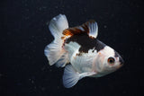 Juvenile Thai Oranda  Panda 3.5 Inch (ID#1220To12c-77) Free2Day SHIPPING