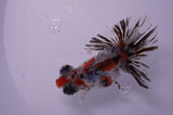 Butterfly  Calico 3.5 Inch (ID#307B8b-42) Free2Day SHIPPING