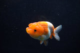 Juvenile Lionchu  Red White 3.5 Inch (ID#1210R11b-21) Free2Day SHIPPING