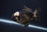 Short Body Thai Oranda  Panda 4 Inch (ID#1227T14b-97) Free2Day SHIPPING