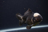 Short Body Thai Oranda  Panda 4 Inch (ID#1227T14b-97) Free2Day SHIPPING