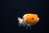 Juvenile Lionchu  Red White 3.5 Inch (ID#1210R11b-21) Free2Day SHIPPING