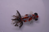 Butterfly  Calico 3.5 Inch (ID#307B8b-42) Free2Day SHIPPING
