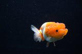 Juvenile Lionchu  Red White 3.5 Inch (ID#1210R11b-21) Free2Day SHIPPING