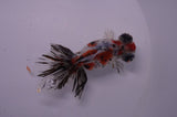 Butterfly  Calico 3.5 Inch (ID#307B8b-42) Free2Day SHIPPING