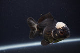 Short Body Thai Oranda  Panda 4 Inch (ID#1227T14b-97) Free2Day SHIPPING