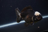 Short Body Thai Oranda  Panda 4 Inch (ID#1227T14b-97) Free2Day SHIPPING