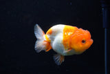 Juvenile Lionchu  Red White 3.5 Inch (ID#1210R11b-21) Free2Day SHIPPING