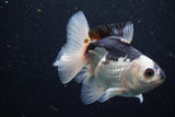 Juvenile Thai Oranda  Panda 3.5 Inch (ID#1220To12c-77) Free2Day SHIPPING