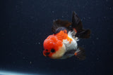 Short Body Thai Oranda  Tricolor 3.5 Inch (ID#1227T14b-98) Free2Day SHIPPING