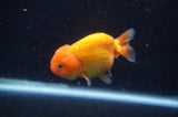 Baby Ranchu  Red White 3 Inch (ID#415R9c-21) Free2Day SHIPPING