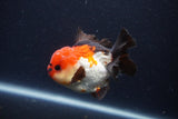 Short Body Thai Oranda  Tricolor 3.5 Inch (ID#1227T14b-98) Free2Day SHIPPING