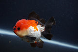 Short Body Thai Oranda  Tricolor 3.5 Inch (ID#1227T14b-98) Free2Day SHIPPING