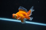 Butterfly  Red White 3.5 Inch (ID#307B8b-43) Free2Day SHIPPING